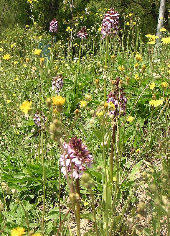 Orchids in the Field - Orchids in the Field